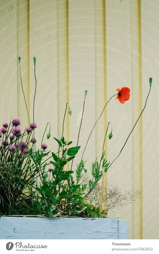 Mohn vor Haus Ferien & Urlaub & Reisen Pflanze Blüte Mohnblüte Schnittlauch Dänemark Ferienhaus Fassade Blumenkübel Holz einfach natürlich gelb grün rot