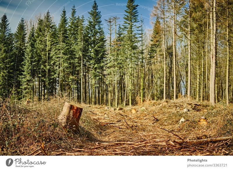 Abholzung Umwelt Natur Landschaft Erde Pflanze Baum Sträucher Grünpflanze Wald kaputt wild blau braun gelb gold grün orange schwarz Sorge Entsetzen fällen