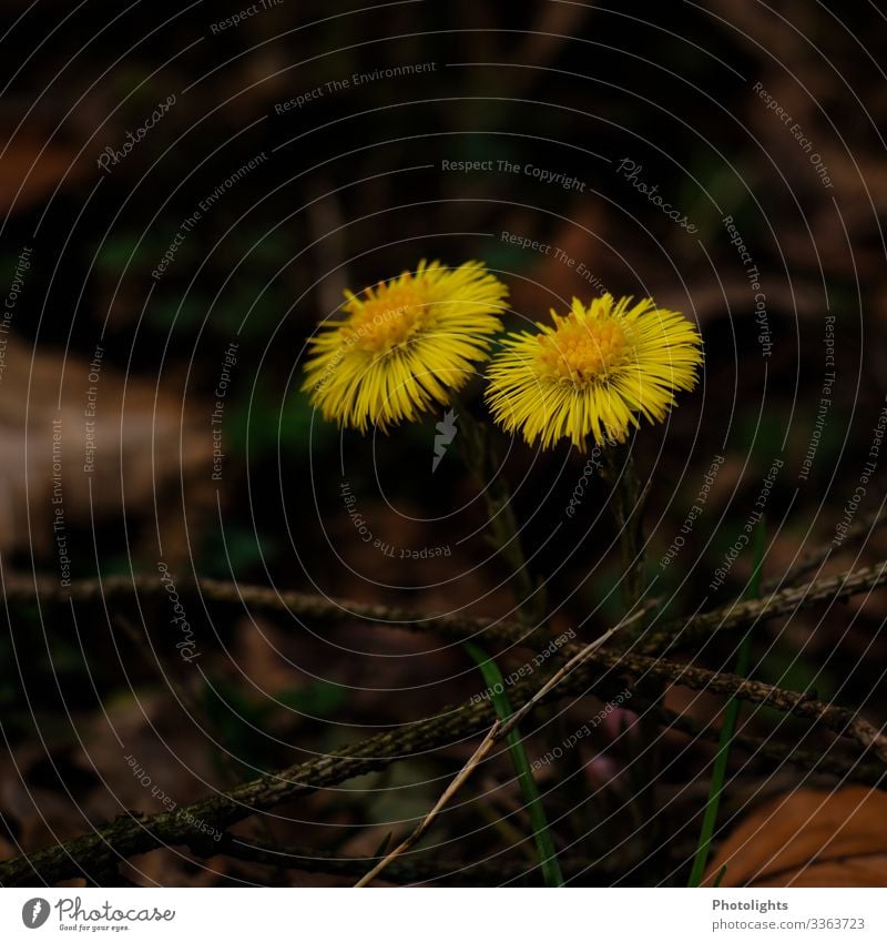 Huflattich - Frühjahrsbote Natur Landschaft Pflanze Erde Blume Gras Moos Blatt Blüte Wiese Feld braun gelb grau grün schwarz Alternativmedizin Heilpflanzen