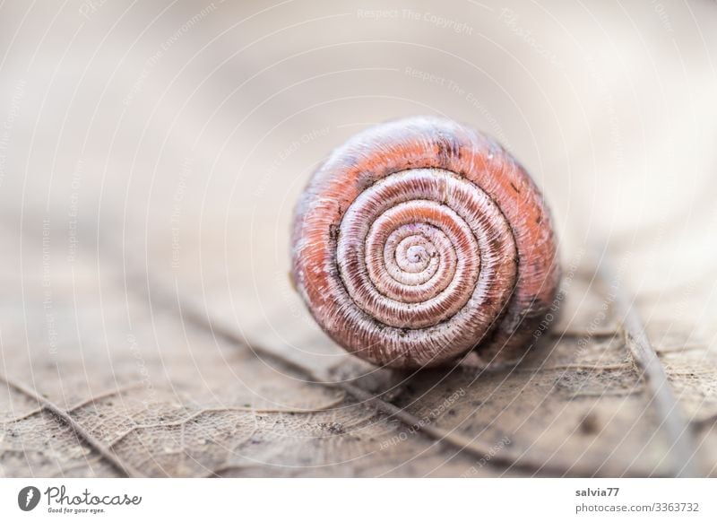 Schneckenhaus Blattstruktur Blattadern Spirale rund urform Symmetrie Natur Strukturen & Formen Makroaufnahme Schutz Design Pflanze Vergänglichkeit