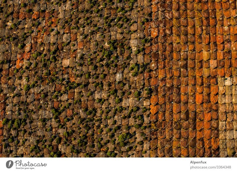 ohne Moos nix los Dach Ziegel Architektur rot moosbedeckt Moosteppich Farbfoto Außenaufnahme Ziegeldach Dachziegel Haus Menschenleer Reinigung