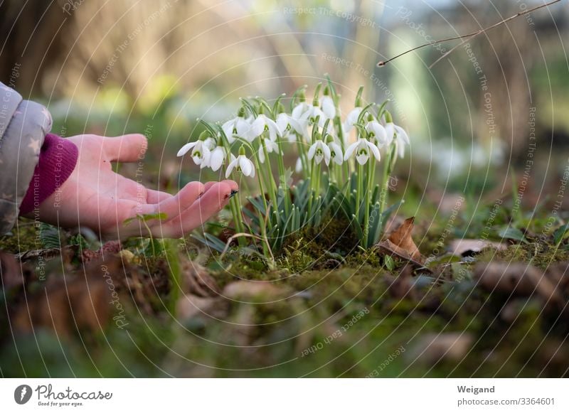 Frühling ist da Kindererziehung Kindergarten Schulkind 1 Mensch verblüht Menschlichkeit Solidarität Hilfsbereitschaft Muttertag danke schön Schneeglöckchen