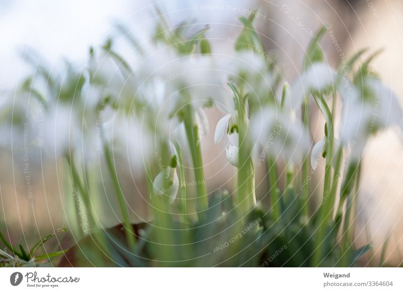 Schneeglöckchen Umwelt Natur Frühling Winter Pflanze Blume Garten Park Wiese genießen Ferien & Urlaub & Reisen Flugzeugstart Farbfoto Außenaufnahme