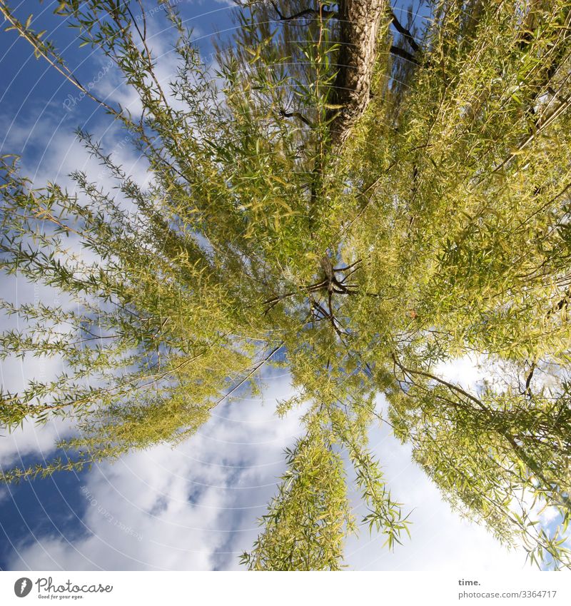 Frühlingsrauschen baum äste zweige grün frühling himmel wolken perspektive weide natur vegetation flora fröhlich glück inspiration stimmung neugier erwartung