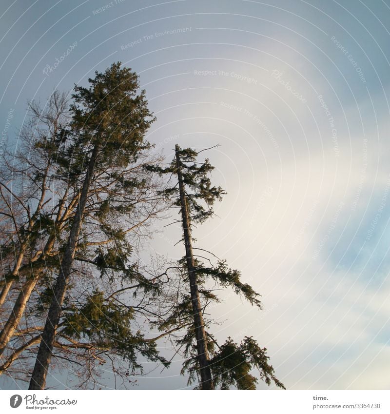 in Erwartung baum holz himmel äste zweige natur kommunikation baumstamm wachsen netzwerk struktur urwüchsig hoch sonnenlicht blätter blatt vegetation jahreszeit