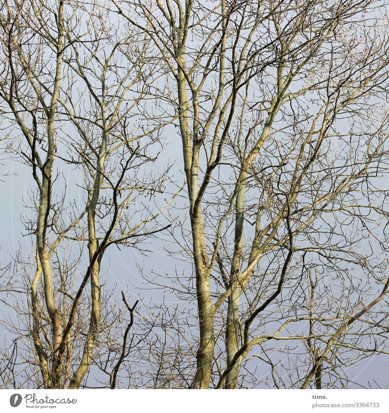 Verflechtungen (4) baum holz himmel äste zweige verwirrung natur kommunikation baumstamm wachsen netzwerk verflechtung struktur urwüchsig hoch nistplätze