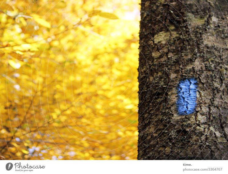 Baum & Botschaft baum holz äste zweige verwirrung natur kommunikation baumstamm alt netzwerk verflechtung struktur urwüchsig hoch undurchsichtig