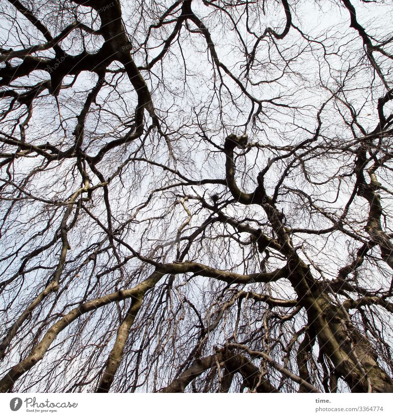 Verflechtungen (1) baum holz himmel äste zweige chaos verwirrung natur kommunikation winter baumstamm wachsen alt netzwerk verflechtung struktur urwüchsig hoch