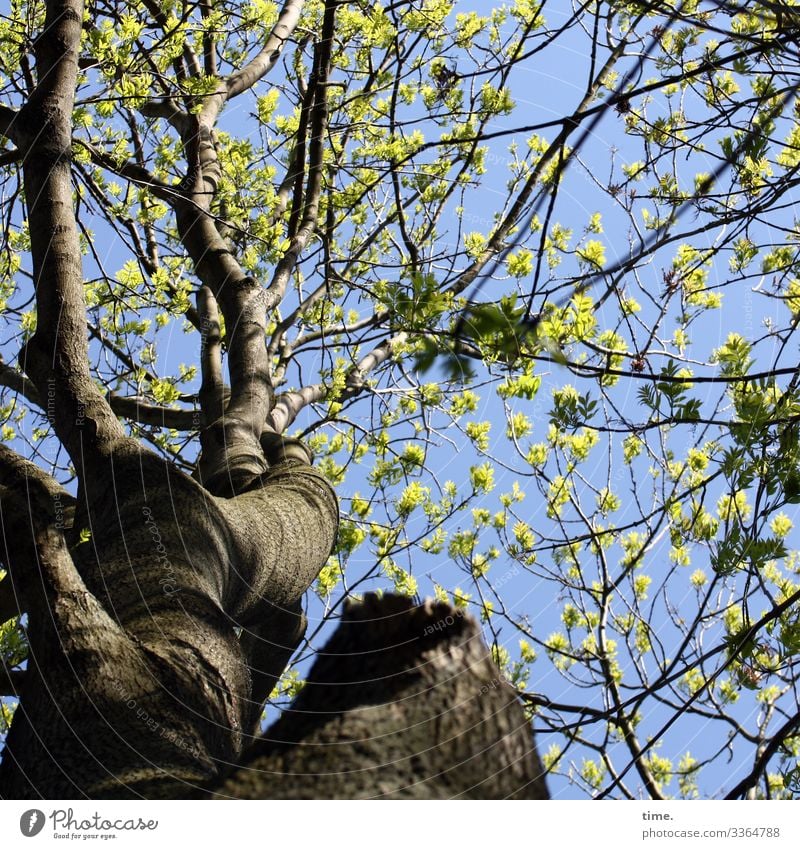 Verflechtungen (3) baum holz himmel äste zweige chaos verwirrung natur kommunikation baumstamm wachsen alt netzwerk verflechtung struktur urwüchsig hoch