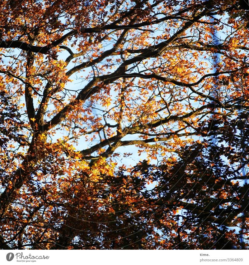 Verflechtungen (2) baum holz himmel äste zweige chaos verwirrung natur kommunikation baumstamm wachsen alt netzwerk verflechtung struktur urwüchsig hoch