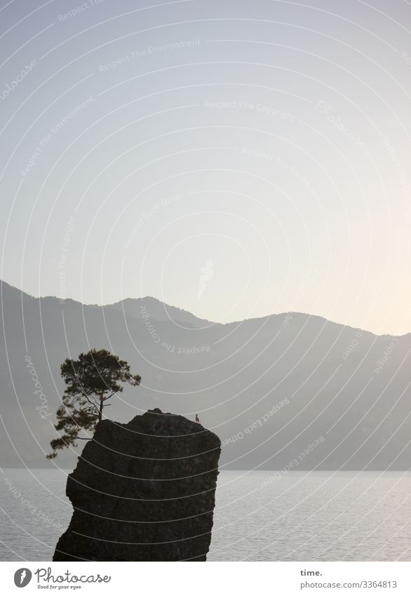 the fool on the hill Umwelt Natur Landschaft Wasser Himmel Horizont Schönes Wetter Baum Felsen Berge u. Gebirge Meer Mittelmeer Bergkette Vogel Möwe 1 Tier