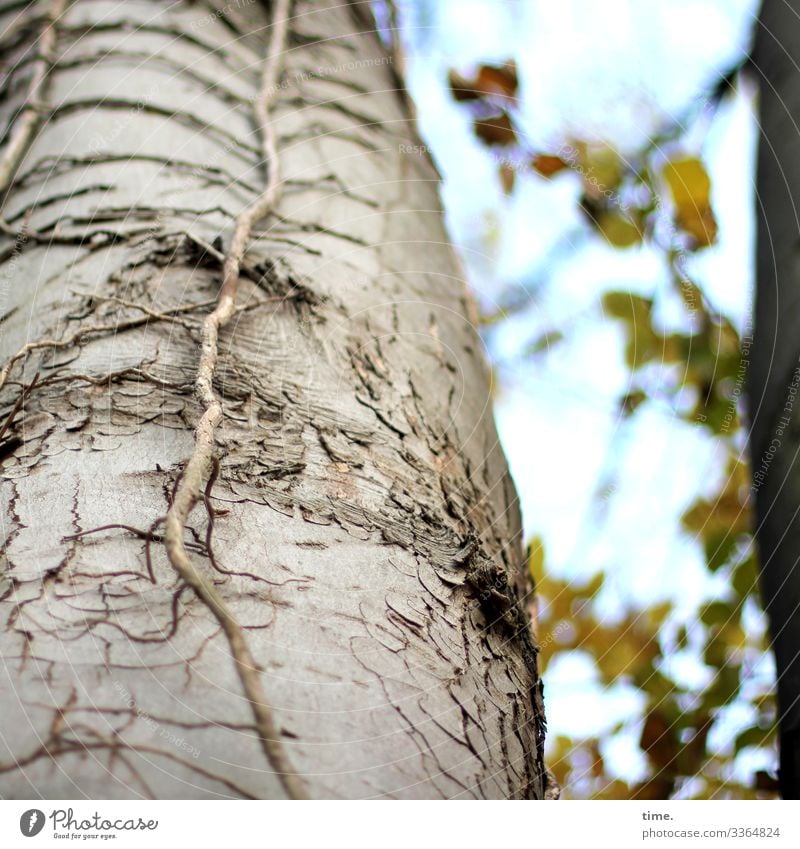 nichtsnutziger Nutznießer baum holz äste zweige natur kommunikation baumstamm alt netzwerk verflechtung struktur urwüchsig hoch herbst blätter blatt vegetation