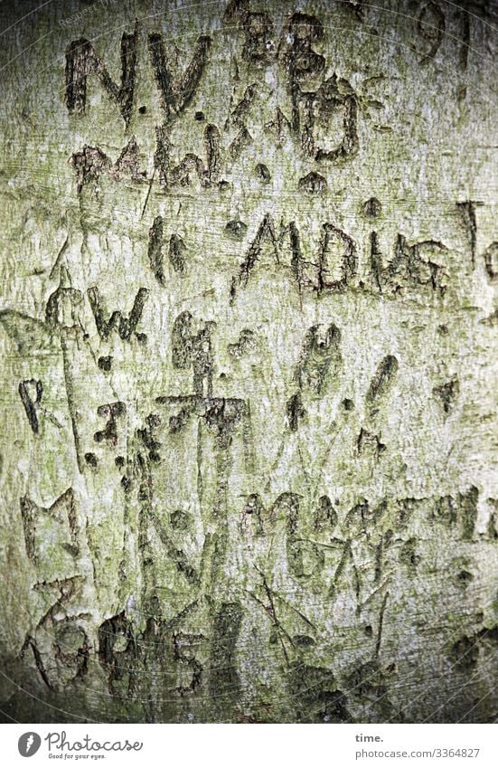 Lebenszeichen rätsel irritation botschaft geheim geritzt grafitti tageslicht rinde baum striche Buchstabe zahlen alt verletzung tattoo grün detail