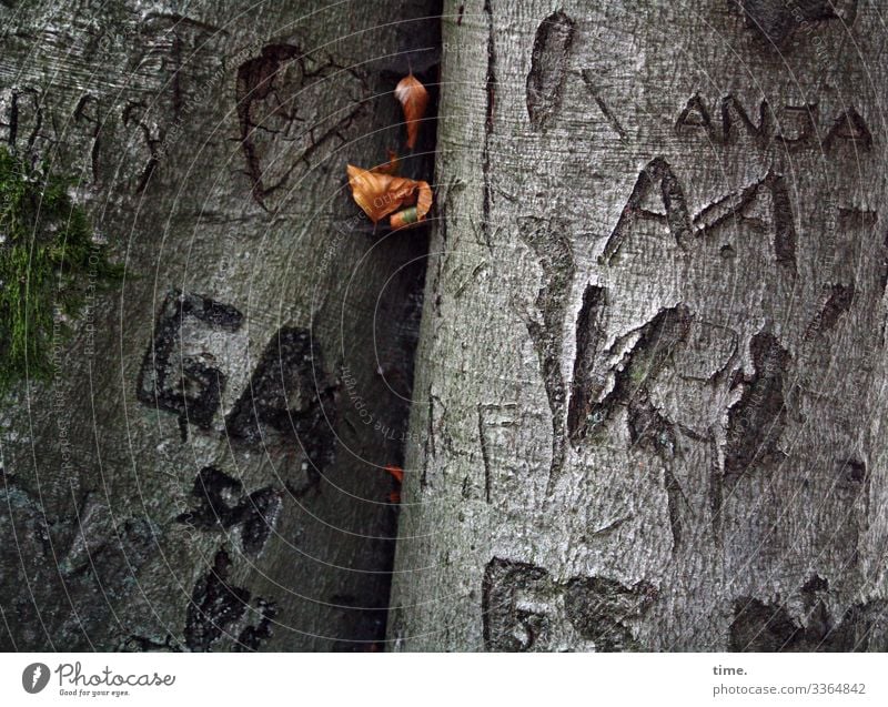 irgendwas mit Anja detail tattoo verletzung alt zahlen Buchstabe striche baum rinde tageslicht grafitti geritzt geheim botschaft irritation rätsel blatt herbst