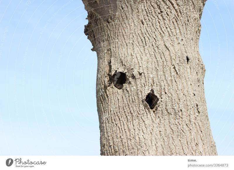 Neues vom Specht baum rinde himmel sonnenlicht löcher specht hell totholz skurril entdeckung überraschung nahrungssuche natur pflanze baumstamm alt allein