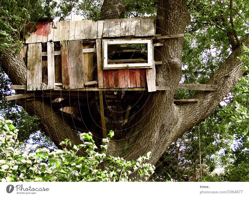 Luftschloss | abgehoben Technik & Technologie Konstruktion Umwelt Natur Schönes Wetter Baum Traumhaus Bauwerk Architektur Baumhaus Fenster Dach hoch Sicherheit