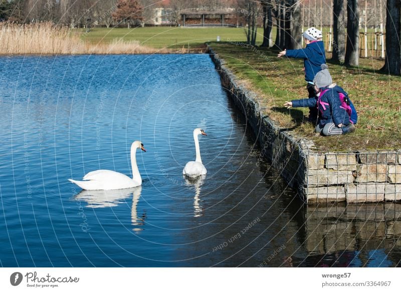 Kinder locken Schwäne am See Ausflug Park Natur Außenaufnahme Herbst Winter kalte Jahreszeit Parkanlage Schwanenpaar Schönes Wetter frische luft schnappen