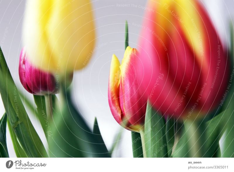 Bunte Tulpen Lifestyle harmonisch Muttertag Ostern Umwelt Natur Frühling Pflanze Blume Blatt Blüte Blumenstrauß Blühend leuchten Fröhlichkeit modern positiv