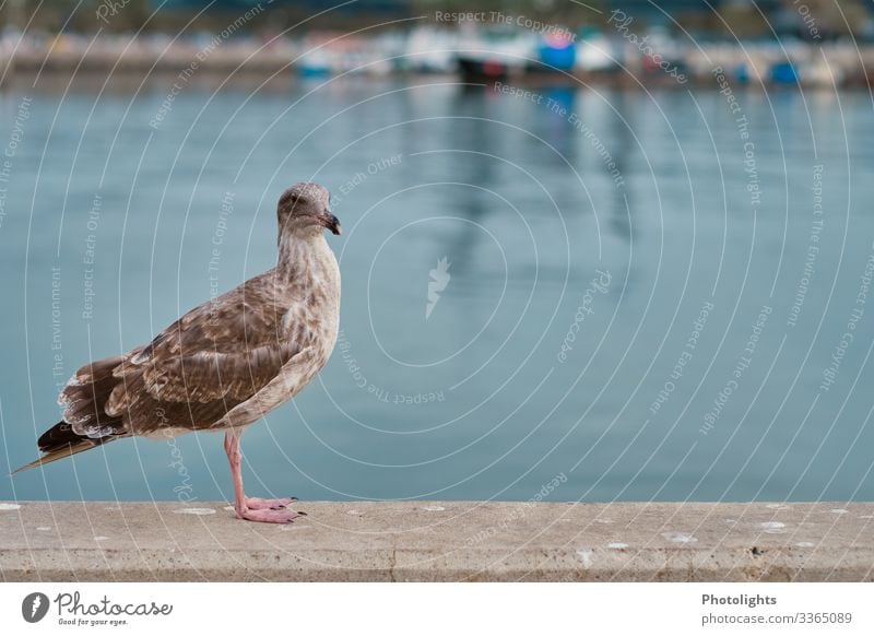 Möwe Umwelt Natur Landschaft Tier Sommer Küste Meer Pazifik Wildtier Vogel 1 blau braun grau grün rosa schwarz weiß Neugier Perspektive beobachten stehen warten