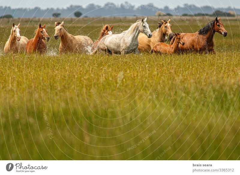 Wilde Pferde schön Freiheit Sommer Umwelt Natur Landschaft Tier Erde Park See Nutztier Wildtier Tiergruppe Herde rennen frei natürlich wild Willensstärke Macht