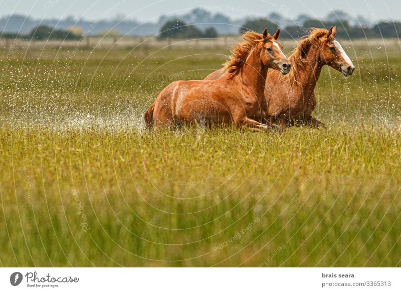 Wilde Pferde schön Freiheit Sommer Umwelt Natur Landschaft Tier Wasser Erde Park See Nutztier Wildtier 2 Herde rennen frei natürlich wild Willensstärke Macht