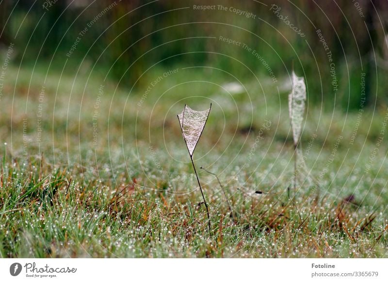 taufrisch Umwelt Natur Landschaft Pflanze Urelemente Wasser Wassertropfen Frühling Gras Garten Park Wiese nah nass natürlich braun grün weiß Tau Spinnennetz