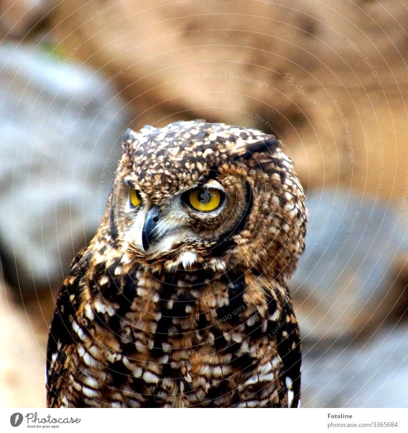 Uhuuuuuuuu! Tier Wildtier Vogel Tiergesicht 1 nah natürlich weich braun gelb Eulenvögel Eulenaugen Schnabel Feder Farbfoto Gedeckte Farben mehrfarbig