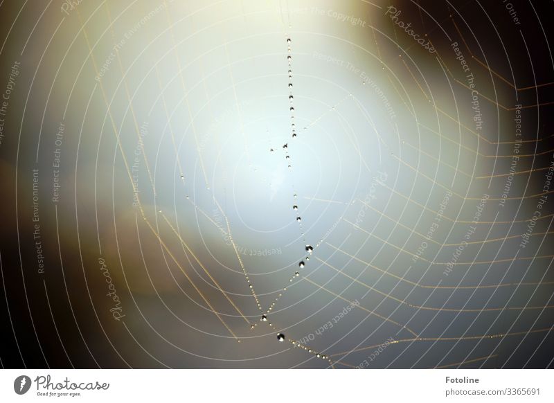 Wie ein Traum Umwelt Natur Urelemente Wasser Wassertropfen Sommer Schönes Wetter hell nah nass natürlich braun weiß Spinnennetz Spinngewebe Perlenkette Schnur