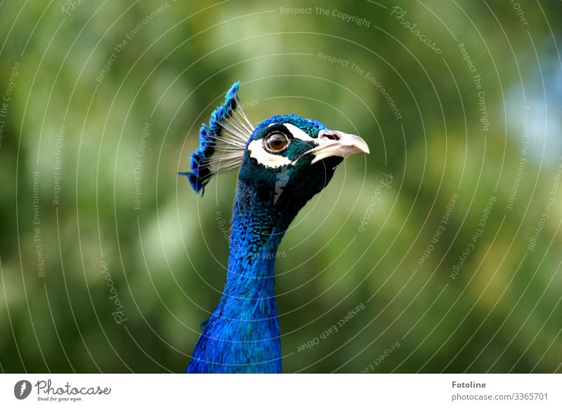 Pfau I Umwelt Natur Tier Wildtier Vogel Tiergesicht 1 frei hell nah natürlich blau grün weiß Feder Schnabel Auge Farbfoto mehrfarbig Außenaufnahme