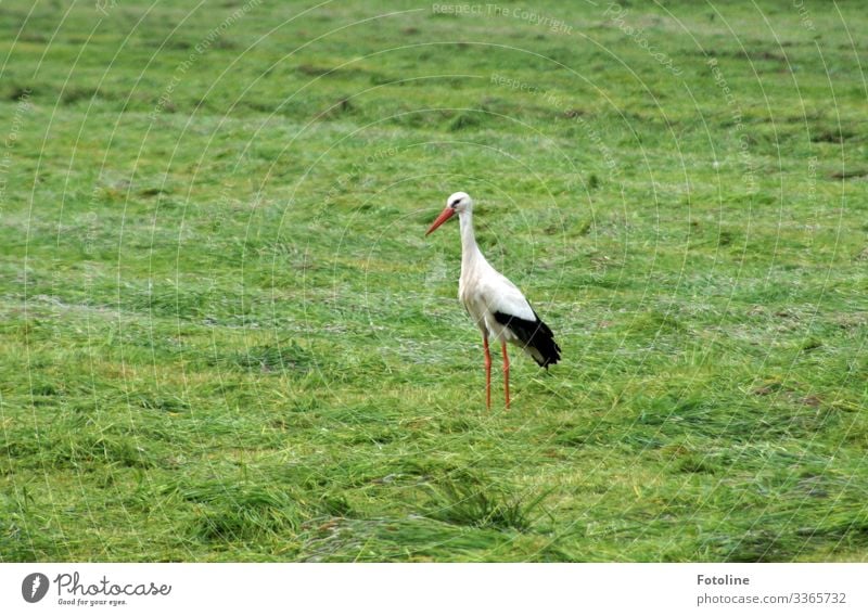 Wieder da! Umwelt Natur Landschaft Pflanze Tier Sommer Wetter Schönes Wetter Gras Park Wiese Feld Wildtier Vogel frei hell natürlich Wärme grün rot schwarz weiß