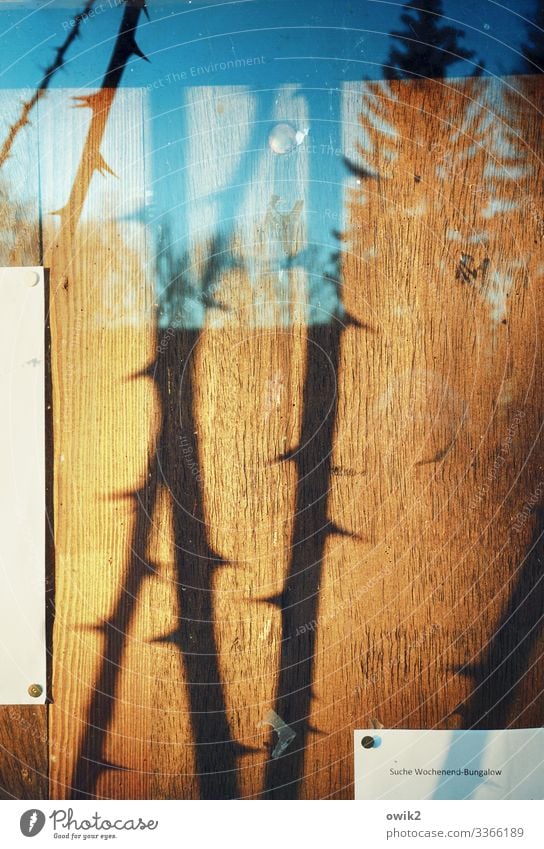 Immer auf der Suche Wolkenloser Himmel Pflanze Baum Sträucher Dornenbusch Ranke Zweig Schwarzes Brett Infotafel Schautafel Papier Inserat Campingplatz