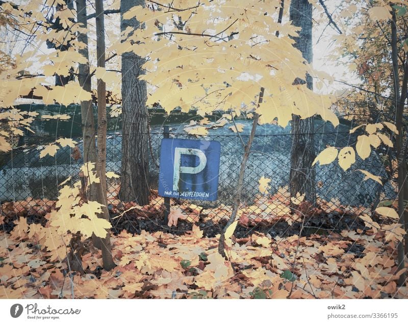 Exotenparkplatz Umwelt Natur Pflanze Herbst Schönes Wetter Baum Blatt Parkplatz Maschendrahtzaun Metall Zeichen Schriftzeichen Schilder & Markierungen