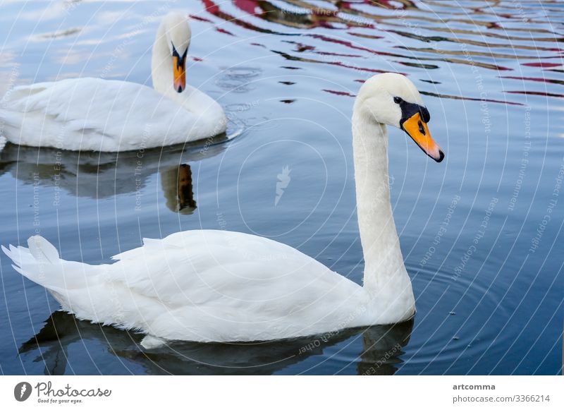 Zwei Schwäne schwimmen auf dem Wasser, Park Tier Neugier niedlich Fußweg Gras grün Igel Natur stachelig klein riechend Schnauze Stroh Sommer wild Tierwelt jung