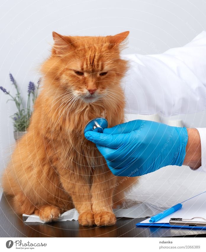 erwachsene flauschige rote Katze Gesundheitswesen Behandlung Krankheit Medikament Tisch Prüfung & Examen Arzt Krankenhaus Mensch Mann Erwachsene Hand Tier