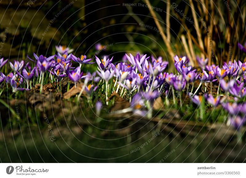 Krokusse Blume Blühend Blüte Garten Gras Schrebergarten Menschenleer Natur Pflanze Rasen ruhig Textfreiraum Tiefenschärfe Wiese Frühblüher Kleingartenkolonie