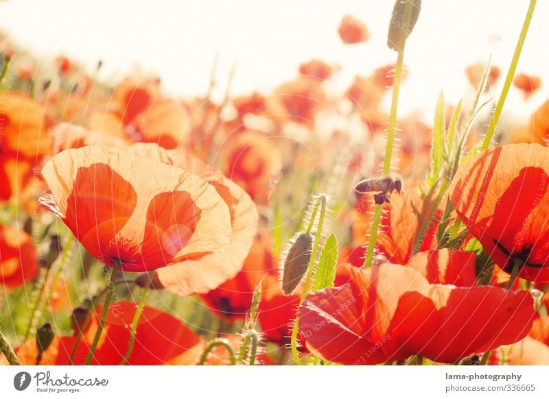 Summ...summ...Sommerwiese Sonnenlicht Frühling Schönes Wetter Blüte Mohn Mohnblüte Mohnfeld Klatschmohn Wiese Blumenwiese Biene Wärme rot Farbfoto Außenaufnahme