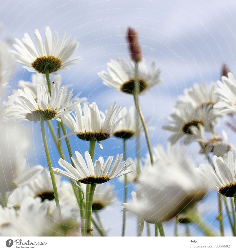 Margariten blühen auf einer Blumenwiese Natur Umwelt Blüte Sommer blühend weiß grün blau Nahaufnahme Froschperspektive Blütenblatt Stengel Himmel Wachstum