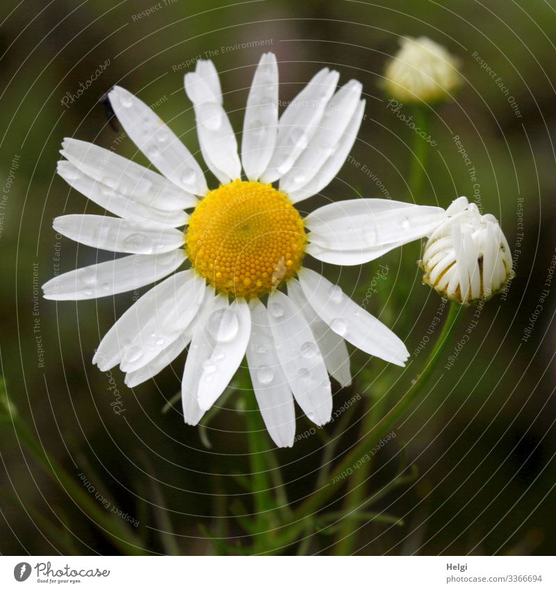 Margarite mit Regentropfen auf einer Blumenwiese Natur Umwelt Blüte Knospe Stengel Blütenblätter Makroaufnahme blühen weiß gelb grün Vogelperspektive Sommer