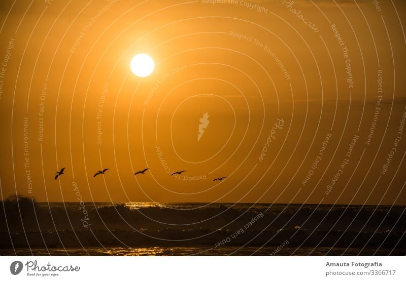 Sonnenuntergang auf dem Meer Umwelt Natur Landschaft Tier Wasser Wolken Klima Wetter Gefühle Stimmung Orange Vogel Farbfoto Gedeckte Farben mehrfarbig