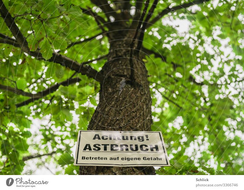 Gefahr durch Astbruch Natur Baum Hinweisschild Warnschild braun grün schwarz weiß bedrohlich Vorsicht Warnung Schriftzeichen Text Baumstamm Blatt Blätterdach