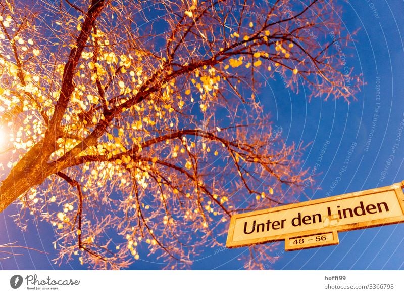 unter den Linden Natur Wolkenloser Himmel Nachthimmel Baum Hauptstadt Platz Straße Wege & Pfade Straßenbeleuchtung Schilder & Markierungen ästhetisch