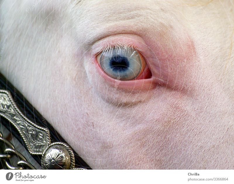 Blaues Pferdeauge Reiten Reitsport Tier Haustier Tiergesicht 1 Blick außergewöhnlich exotisch schön Neugier blau rosa silber weiß Tierliebe demütig träumen