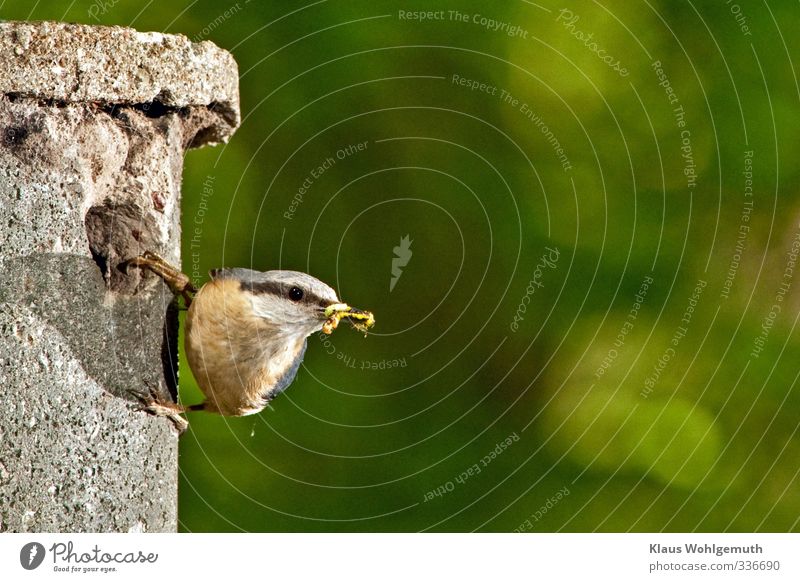 Kleiber mit Futter im Schnabel am Nistkasten Umwelt Natur Tier Frühling Wald Vogel Tiergesicht Flügel Krallen 1 beobachten Fressen füttern grau orange schwarz