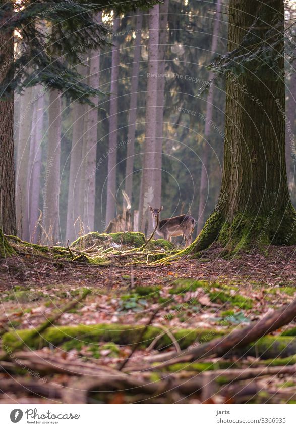 wild Natur Landschaft Baum Wald Wildtier 1 Tier beobachten stehen natürlich Gelassenheit ruhig Reh Wachsamkeit Farbfoto Außenaufnahme Textfreiraum links