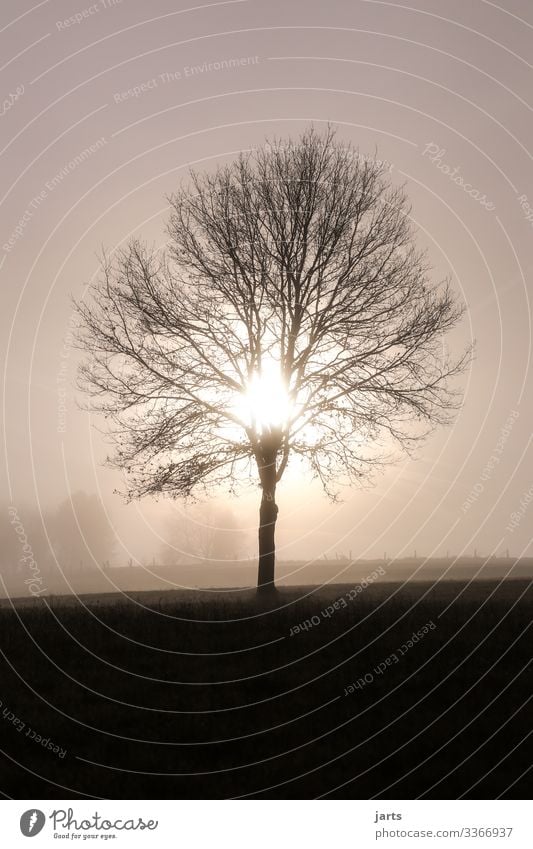 guten morgen Natur Landschaft Sonne Sonnenaufgang Sonnenuntergang Sonnenlicht Nebel Baum leuchten Freundlichkeit hell natürlich Gelassenheit ruhig Beginn Ast