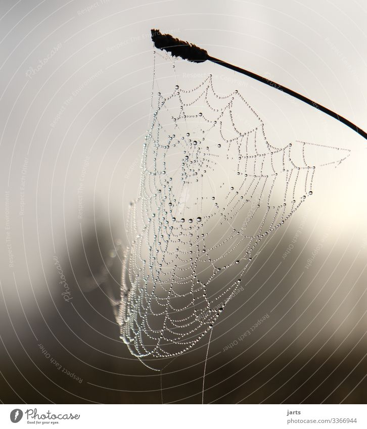 vernetzt Natur Nebel Pflanze Gras Wiese Wald frisch nass natürlich Tropfen Netz Spinnennetz Gedeckte Farben Außenaufnahme Nahaufnahme Detailaufnahme