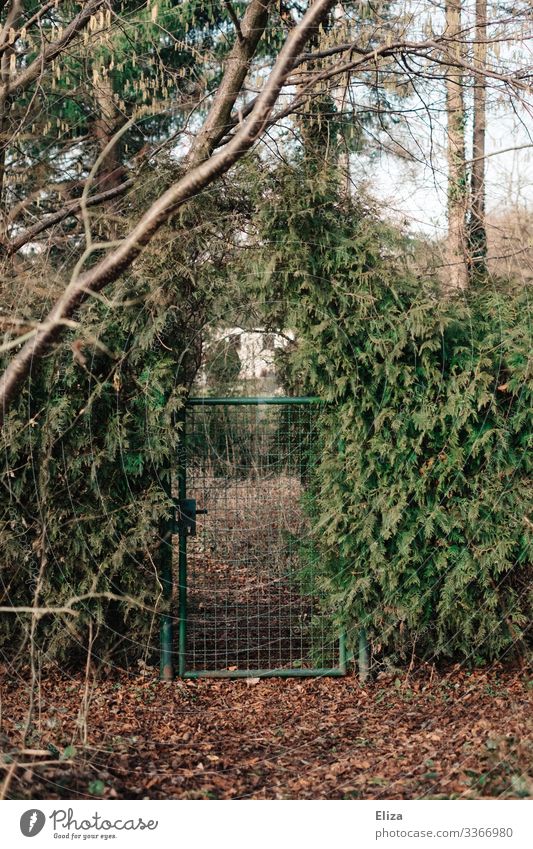 Grünes Tor Baum Sträucher Idylle Gartentor Schrebergarten Hecke grün Übergang mystisch geheimnisvoll Farbfoto Außenaufnahme Menschenleer Textfreiraum unten Tag