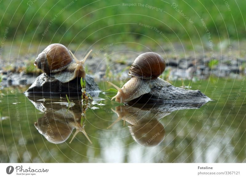 Schneckenromance Umwelt Natur Landschaft Pflanze Tier Urelemente Erde Sand Wasser Sommer Schönes Wetter Gras Garten Wiese Wildtier 2 hell nah nass natürlich