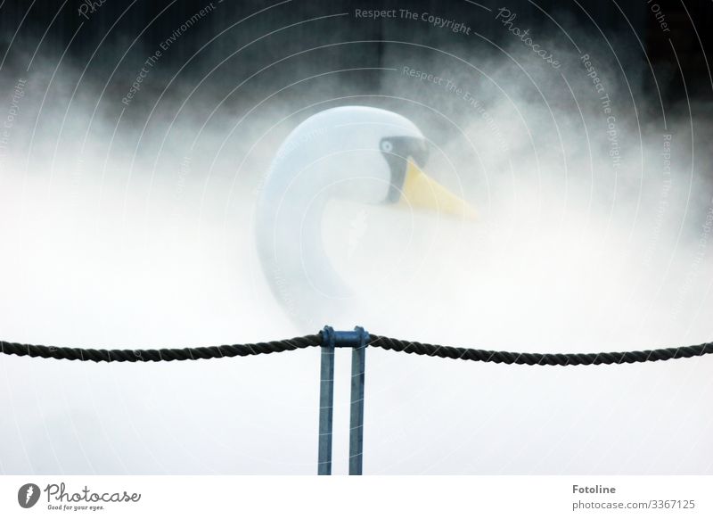 Verborgen im Nebel Natur hell nah nass natürlich gelb schwarz weiß Tretboot Schwan Seil Farbfoto Gedeckte Farben mehrfarbig Außenaufnahme Nahaufnahme