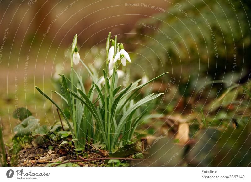 Frühlingsbbote Umwelt Natur Pflanze Urelemente Erde Sand Blume Blüte Garten Park hell klein nah natürlich braun grün weiß Schneeglöckchen Frühblüher